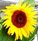NaturalLifeNetwork.com